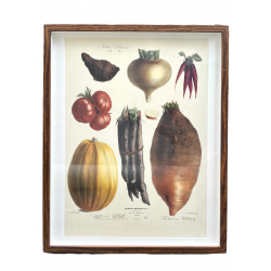 Grafika botaniczna - ikonografia warzyw ,,Les Plantes potageres" karta 12 z kolekcji Villmorin, Francja II pol. XIX w.